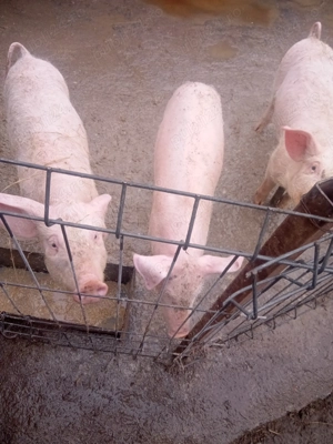 Purcei de vânzare  - imagine 4