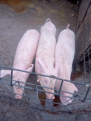 Purcei de vânzare  - imagine 2