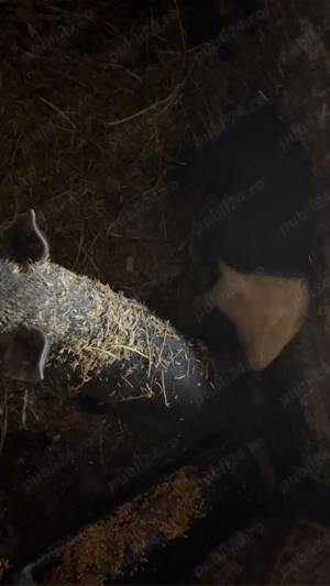 vand un vier si doi purcei 20 de milioane toti trei  - imagine 2