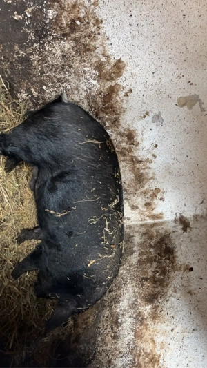 vand un vier si doi purcei 20 de milioane toti trei  - imagine 5