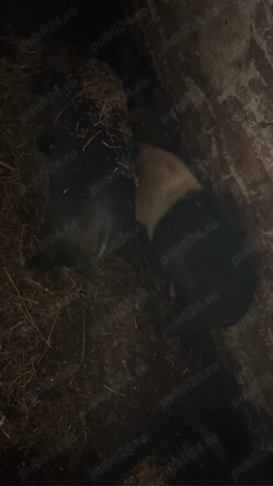 vand un vier si doi purcei 20 de milioane toti trei  - imagine 3