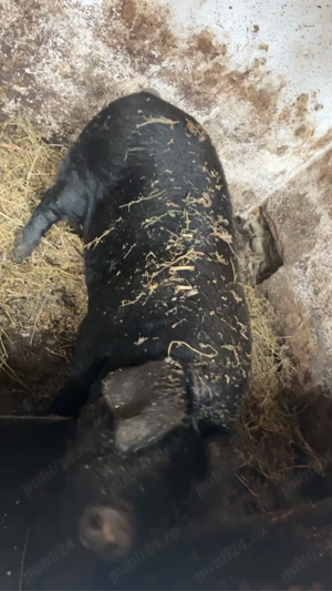 vand un vier si doi purcei 20 de milioane toti trei  - imagine 4