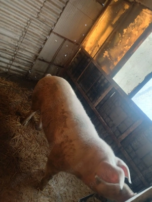 greutate 200kg - imagine 2