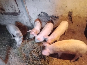 baieti vinzare  - imagine 2