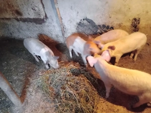 baieti vinzare  - imagine 5