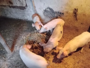 baieti vinzare  - imagine 3