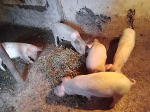 baieti vinzare  - imagine 4