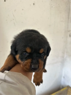 Rottweiler cu pedigree   5 pui (3 fete, 2 băieți) - imagine 2