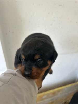 Rottweiler cu pedigree   5 pui (3 fete, 2 băieți) - imagine 5
