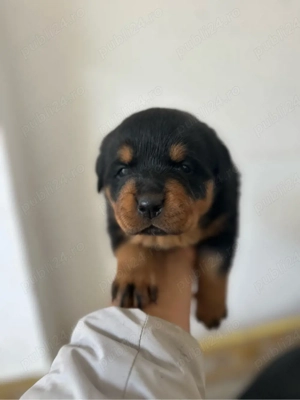 Rottweiler cu pedigree   5 pui (3 fete, 2 băieți) - imagine 3