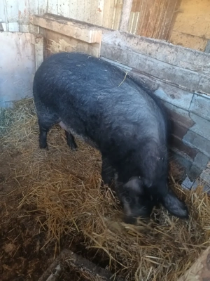 Porc 200 kg - imagine 2