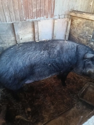Porc 200 kg - imagine 5