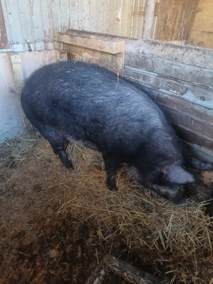 Porc 200 kg - imagine 4