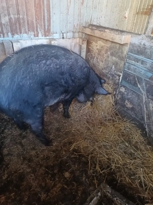 Porc 200 kg - imagine 3