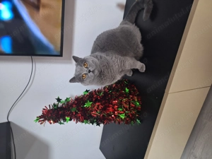 Ofer spre adoptie pisica British