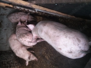 Porci70  90kg si scroafa gestanta - imagine 2