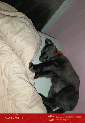 Vând pui de labrador femela de 2 luni - imagine 5