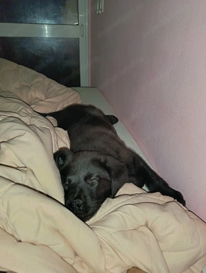 Vând pui de labrador femela de 2 luni - imagine 4