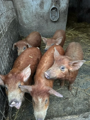 Purcei Duroc  - imagine 2