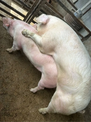 scroafe montate Landras si duroc - imagine 4