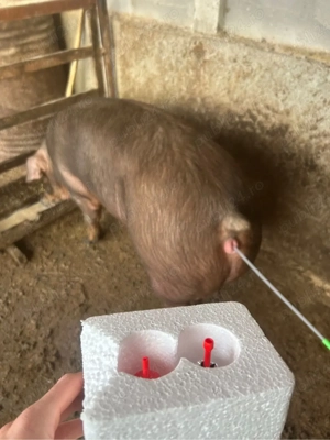 scroafe montate Landras si duroc - imagine 2