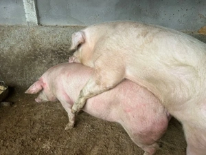 scroafe montate Landras si duroc