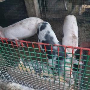 Disponibili purcei 6 luni - imagine 2