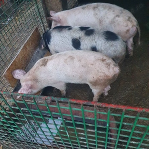 Disponibili purcei 6 luni - imagine 4