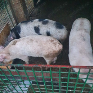 Disponibili purcei 6 luni - imagine 3