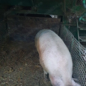 Disponibila purcea 300kg - imagine 4