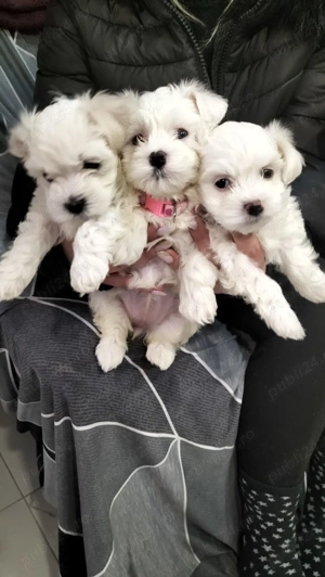 5 bichoni isi cauta familii - imagine 3