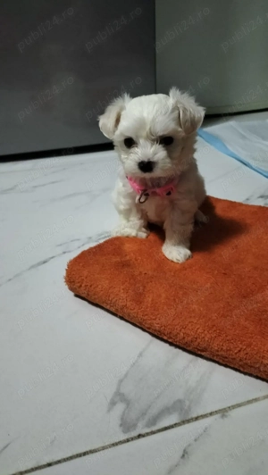 5 bichoni isi cauta familii - imagine 4