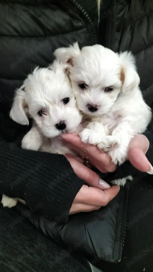 5 bichoni isi cauta familii - imagine 2