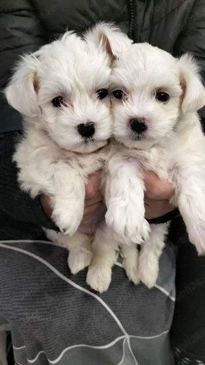 5 bichoni isi cauta familii