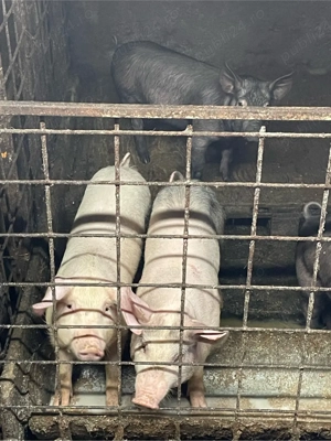 Porci vanzare  - imagine 3