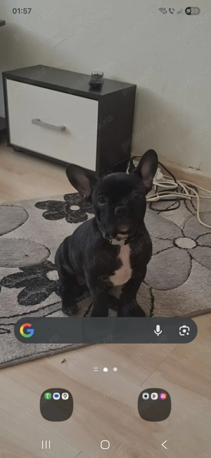 Buldog francez femela