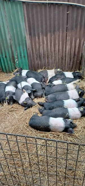 Purcei Bazna rasă pură  - imagine 5