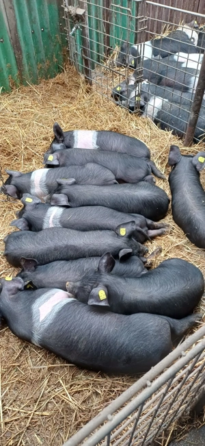 Purcei Bazna rasă pură  - imagine 4