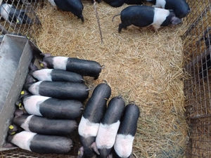 Purcei Bazna rasă pură  - imagine 2