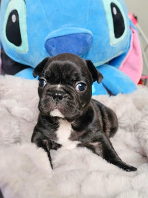 Căței Bulldog Francez   crescuți cu grijă, sănătoși și gata să devină parte din familie - imagine 5