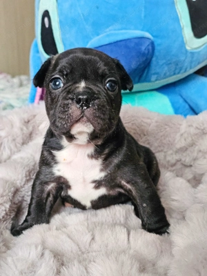 Căței Bulldog Francez   crescuți cu grijă, sănătoși și gata să devină parte din familie - imagine 3