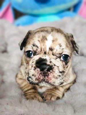 Căței Bulldog Francez   crescuți cu grijă, sănătoși și gata să devină parte din familie - imagine 2