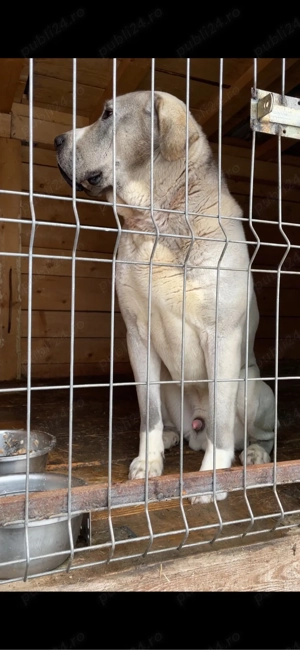 mascul ciobanesc de asia centrala - imagine 5