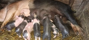 vând scroafă  - imagine 2