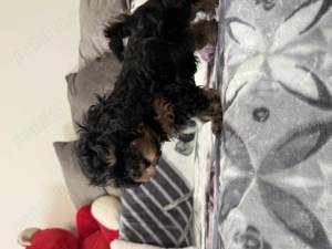 Catelusi Shih tzu  - imagine 4