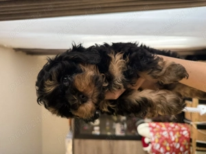 Catelusi Shih tzu  - imagine 3