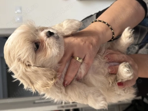 Catelusi Shih tzu  - imagine 2