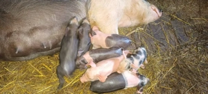 vând scroafă  - imagine 3