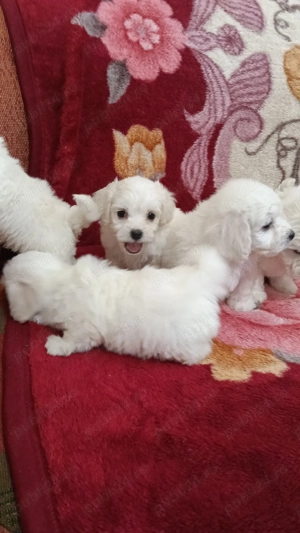 Bichon maltez de vanzare - imagine 5