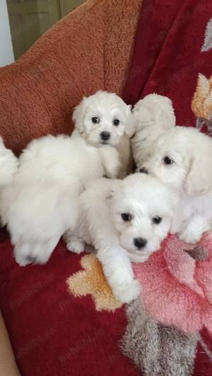 Bichon maltez de vanzare - imagine 4